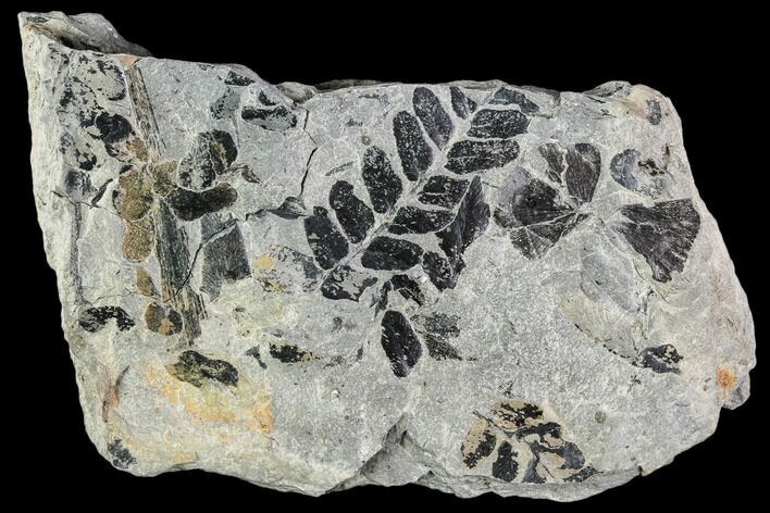 Pennsylvanian Fossil Fern And Horsetail Plate - Kentucky #112878
